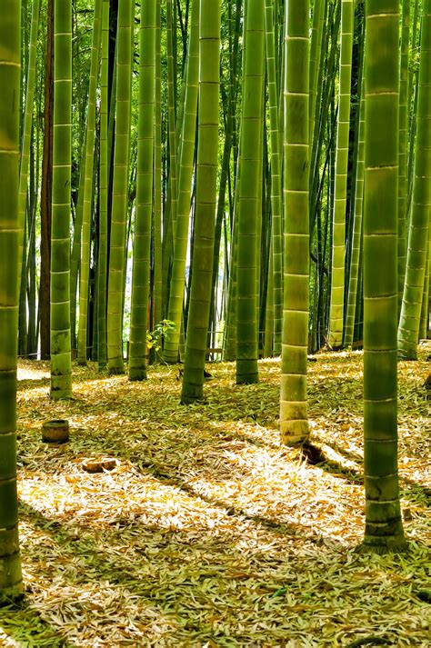 Hd Wallpaper Green Bamboo Trees Japan Forest Bamboo Forest Natural