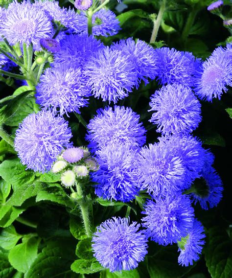Trim the growing tips (you can use them for cuttings) to make the plant keep a bushy shape. Ageratum Biscaya Blue