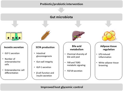 Frontiers Impact Of Gut Microbiota On Host Glycemic Control