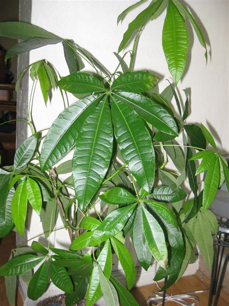 Its scientific name is crassala often branches will break from established money plants and grow roots where they fall on the earth. My Auntie's Money Tree | A beautiful, healthy money tree ...