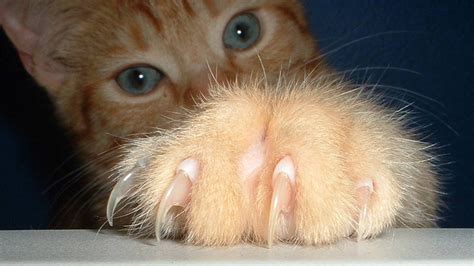 Declawing Cats Pros And Cons Alternative To Declawing A Cat