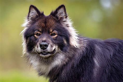 Finnish Lapphund Dog Breed Information And Characteristics