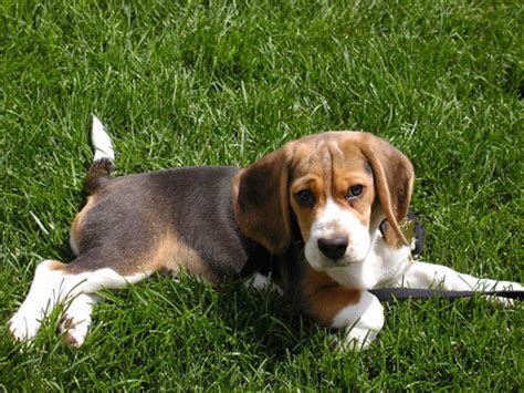 dog photo  beagle dog pictures