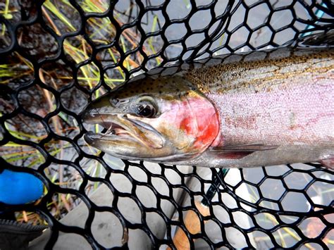 Last Day Of The Season Here Fishing Reports Maine Fly Fish