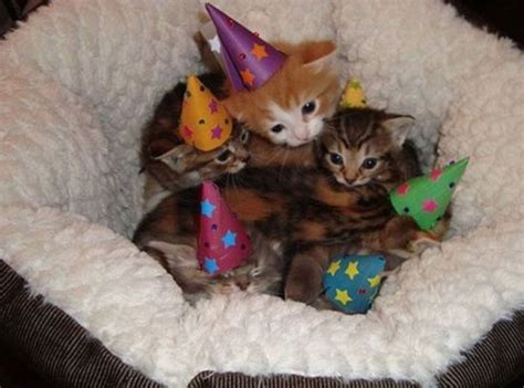 The Cutest Party Kitten Party Kittens Cutest Kitten Birthday