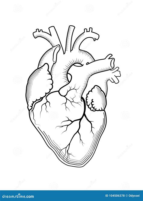 Heart Organ Outline