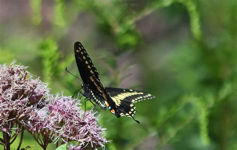 Black Swallowtail Pontla Flickr