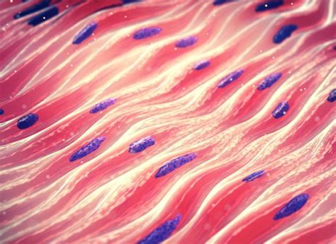 Bioengineered Muscle Fibre Could Stimulate Tissue Regeneration