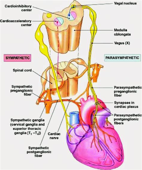 DIAGRAMS Heart Nerve Control Dirgram