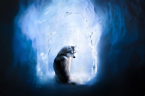 Wallpaper Cave Ice Cold Siberian Husky Dog Animals Mammals