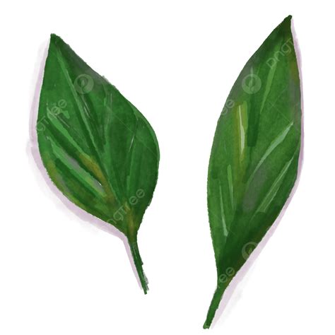 Green Leaf Leaves Png Transparent Watercolor Style Green Leaves Leaf
