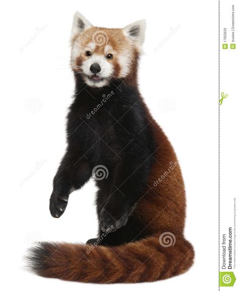 Old Red Panda Or Shining Cat Ailurus Fulgens Stock Image