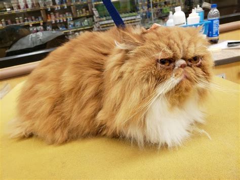 The second type of bird that is usually sold at petsmart is the cockatiel. Petsmart does cat grooming! I do cat grooming! #cats # ...