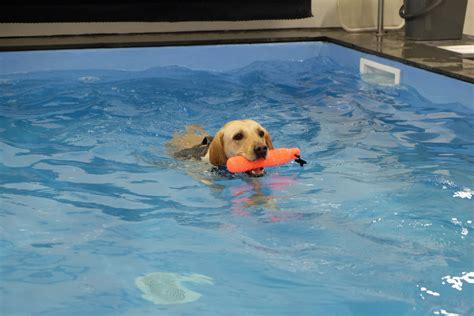 Dog Swimming Pool Canine Hydrotherapy Pools Asher Swimpool Centre