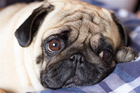 Pug Puppy Laying Down With A Sad Face Stock Photo Download Image Now