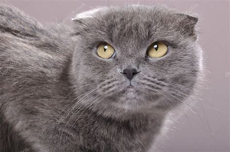 Fold Ear Scottish Cat — Stock Photo © Cherry Merry 5751870