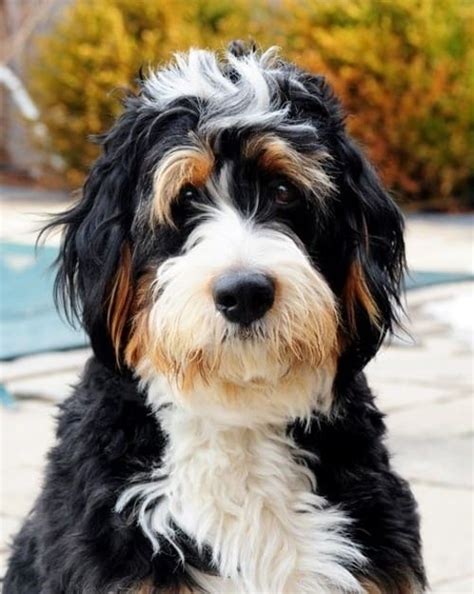 The goliath saint berdoodle is known as one of the top family dog breeds. 10 Saint Bernard Mixes: Your Saintly Shadow & Steadfast ...