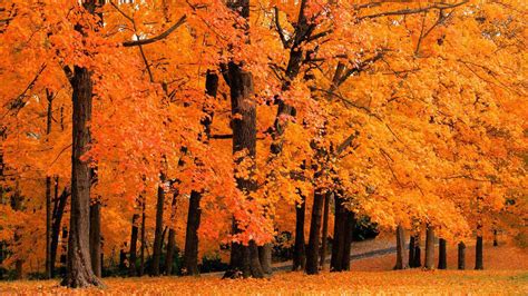 Yellow Orange Autumn Spring Leafed Trees Forest Hd Nature Wallpapers