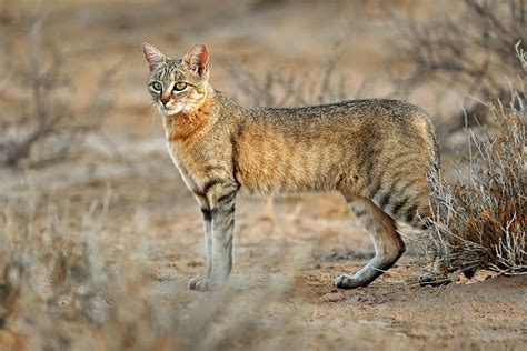 The 7 Wild Cats Of Africa Youve Probably Never Heard Of