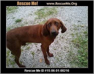 Community animal rescue effort (c.a.r.e.), columbus. Indiana Redbone Coonhound Rescue ― ADOPTIONS ― RescueMe ...