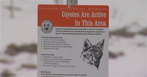 Wildlife Officials Warn About Increasingly Aggressive Coyotes Cbs