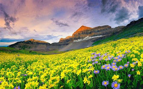 Hd Wallpaper Spring Mountain Landscape Canada Meadow Flowers With