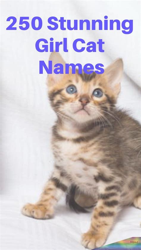 Ultimate Guide To Naming Your Female Or Girle Cat Girl Cat Names