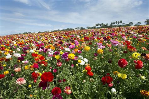 Flower Fields Ready To Bloom The San Diego Union Tribune