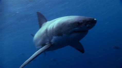 Worlds Deadliest Shark Superpowers