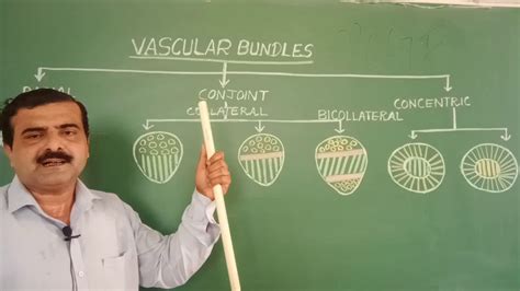 Lecture 1 Types Of Vascular Bundles Neet Youtube