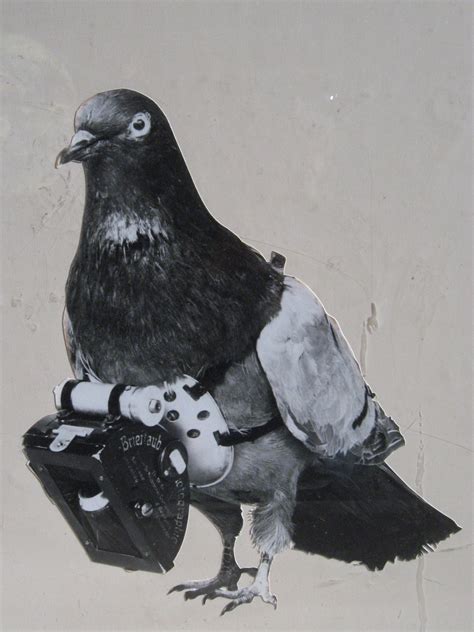Cameras Attached To Pigeons The Cias History With Photography Flipboard
