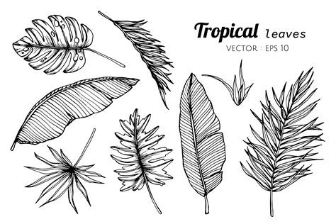 Collection set of Tropical leaves drawing illustration. 417314 Vector Art at Vecteezy