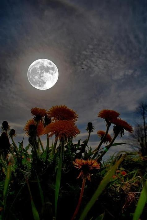 Flowers In The Moonlight