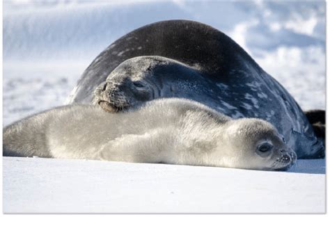Female Weddell Seal Leptonychotes Weddellii With Her Pup In Erebus