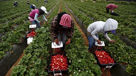 Shades Of Steinbeck Boy 11 Working On Bc Farm Exposes Child Labour