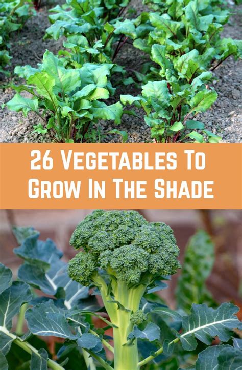 This video covers my 5 favourite crops to grow in partial shade and why i like them. 26 Vegetables To Grow In The Shade | Growing vegetables ...
