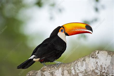 Toco Toucan In A Tree Stock Image C0151170 Science Photo Library