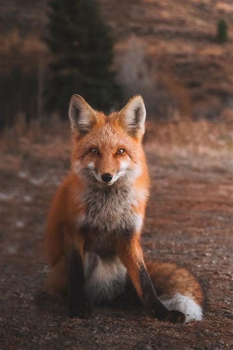 Best 25 Red Fox Ideas On Pinterest Foxes Fox And Cute Fox