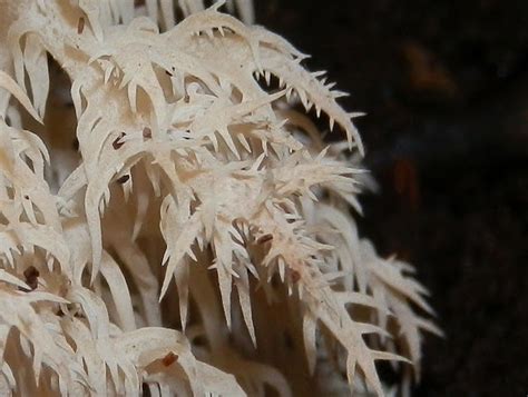 Coral Tooth Fungus Project Noah