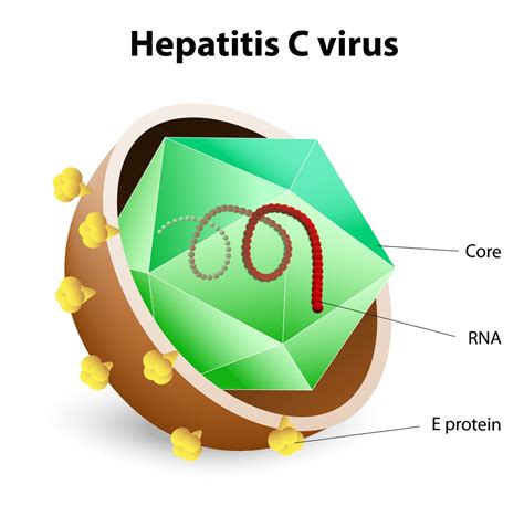 Hepatit C Virus Hepatitis C Symptoms Treatment Causes What Is