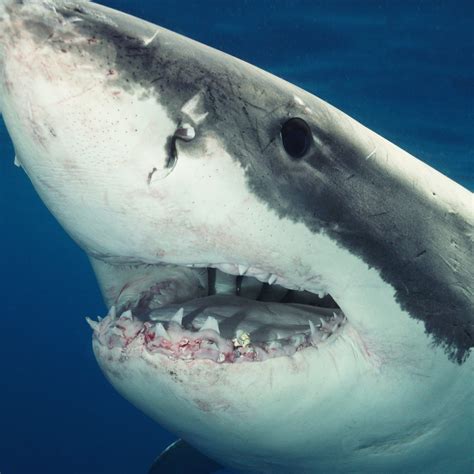 Great White Shark Attack Victim