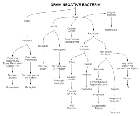 Gram Negative Bacilli Identification Flowchart