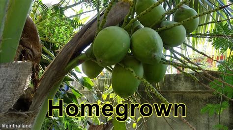 Harvesting And Cutting Thai Young Coconut Homegrown Coconuts Youtube