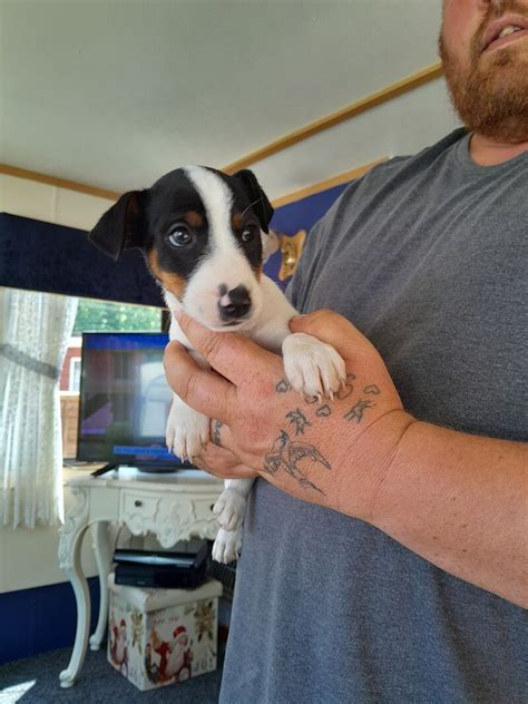 Traditional Jack Russell Pups For Sale In Maidstone Kent