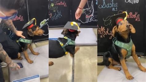 el camino de tomioka el perro que se graduó con honores y rompió tiktok con su sonrisa infobae