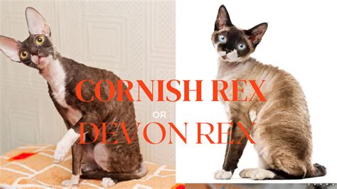Cornish Rex Vs Devon Rex Sbg