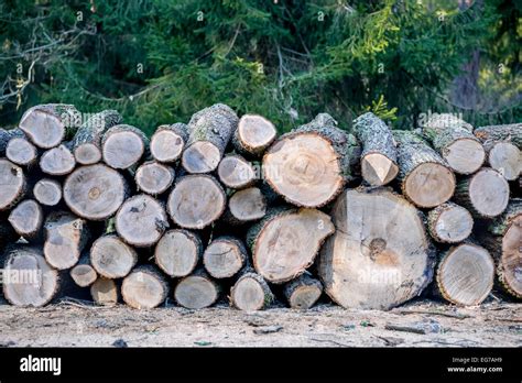 Logs Of Common Oak Wood On A Heap Stock Photo Alamy