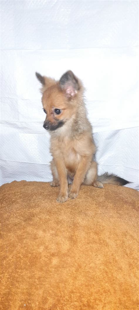 Pomeranianchihuahua Mix For Sale In Kingston Kingston St Andrew Dogs