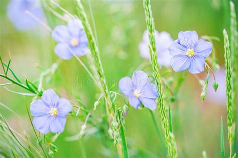 Close Up Beautiful Blue Flowers Of Flax Blooming In Field Stock Photo