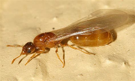 Fuzzy winged insects flying out of seemingly clean sinks are the stuff of homeowners' nightmares. small tan winged ant - Solenopsis - BugGuide.Net